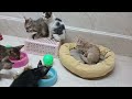 You Laugh You Lose🤣Funniest Dogs and Cats 2024😹🐕