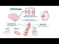 Regulation of Renal Blood Flow