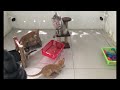 A fun day with silly cat actions 🤣 Funny Cats Moments 🤣