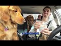 My Dogs ate WEIRD Fast Food! 🍟