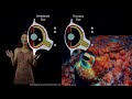 Visual perception | Retina, photoreceptors, and rhodopsin