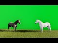 video animation of two black and white horses #Greenscreenhewanberpasangan