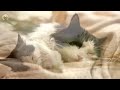 Calming Music for Cats -  Relaxation, Deep Sleep, Stress Relief, Peaceful Piano Music