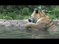 Amur Tiger enjoying the ice in summer, Maruyama zoo , Hokkaido , Japan