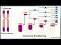 DNA Structure and Function Part 2