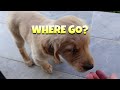 Golden Retriever Puppy Reacts Trying Banana First Time