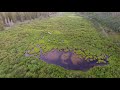 Big Meadow Drone Flight 4K