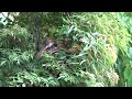 白頭翁餵食雛鳥/Light-vented Bulbul Feeding Babies