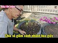 Chia Sẻ Cách Giâm Cành Nhánh Hoa Giấy