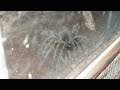 Rose hair tarantula vs giant wolf spider