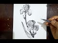 Pen Sketch | How to Draw an Iris