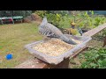 Australian Crested Pigeon video. Mating Dance Nesting Eating Sounds. Australian Native Birds