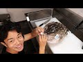 Taxidermy: How to Preserve a Massive Porcupinefish