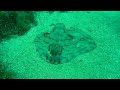 Raya Mosaico Tossa de Mar Perduts 2019 Raya´s Diving