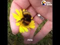 Bee and Woman Become Best Friends After Garden Rescue | The Dodo Soulmates