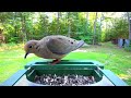 Colorful Michigan Birds (no music just beautiful bird sounds)