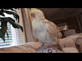 Lemon the cockatiel preening himself!!! (SATISFYING)