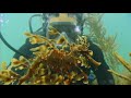 The Leafy Sea Dragon Is A Mythical Looking Creature! | Weird Creatures With Nick Baker