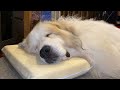 掃除後の室内をチェックしお父さんの部屋で眠るインドア派のアランです　Great Pyrenees　グレートピレニーズ