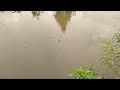 mancing ikan betok ! ! sensai mancing betok di sawah