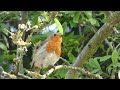 little Robin sings in reply