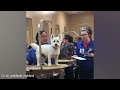 When your dog found comfort in the vet's embrace 🐶 Funniest Dog Reaction