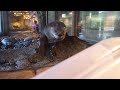 Seattle Aquarium: Sleepy River Otter