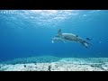 3 HOURS of 4K Underwater Wonders + Relaxing Music - Coral Reefs & Colorful Sea Life in 4K ULTRA HD