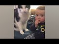 Funniest Animal 2024 😂 Best Funny Cats and Dogs 😻🐶 Cute Baby Dogs