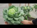 [No Garden] Grow a great vegetable garden on the balcony if you have plastic bottles