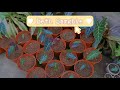 REPOTTING MY ALOCASIA AMAZONICA COLLECTION | BETH SARGHIE #13