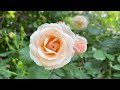 【4K】春バラが満開♪ 横浜イングリッシュガーデン 2023年5月12日 YOKOHAMA ENGLISH GARDEN　ROSE GARDEN