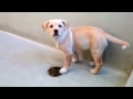 Puppies playing at the SPCA