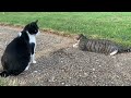 My Two Cats Furiously Play Fight🐈‍⬛🐾