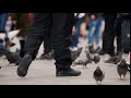 large group of pigeons walking on the streets