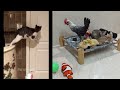 The ULTIMATE Cat and Dog Videos!😹FUNNIEST Pets😿🐶
