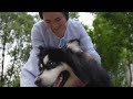 Alaskan Malamutes and Canine-Assisted Therapy for Autism
