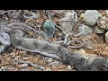 Taking a Walk along the Sutherland wash in the Desert!