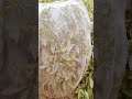 अरहर के पौधे में क्यों लगाया जाता है नेट बैग?
