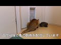 【初心者向け】ミドリガメ飼育で気を付けること