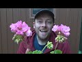 How to Grow Geraniums from Cuttings (Complete Process)