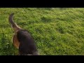 Shaping 7 month old GSD Bob's long distance off leash recall