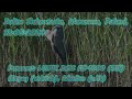 Czapla siwa (Ardea cinerea) - pielęgnacja, Dolina Służewiecka (4K)