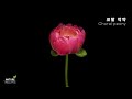 Flower Blooming TimeLapse / flower-blooming video / nature timelapse