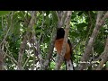 白腰鵲鴝的美妙歌聲 / White-rumped Shama's Wonderful Singing