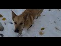 Elizabeth & Toketie  - Chinook dogs exploring in the snow