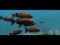 Diving ANDAMAN SEA - Thailand - Underwater Video 4K - BLUE PARADISES (S02)