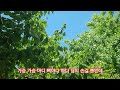 님이여 / 색소폰연주 #정의송 (원곡) #김다현 미스트롯 #색소폰농부 김상묵 커버 (앨토)