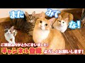 ついに子猫の後ろに