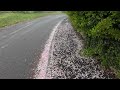 Foggy Springtime Walk in a Sleepy English Village | COTSWOLDS, ENGLAND